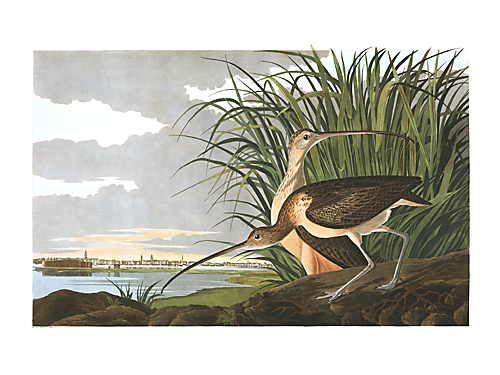 Audubon